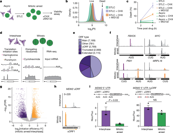 Nuclear release of eIF1 restricts start-codon selection during mitosis