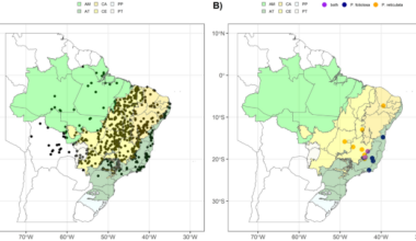 Non-adaptedness and vulnerability to climate change threaten Plathymenia trees (Fabaceae) from the Cerrado and Atlantic Forest