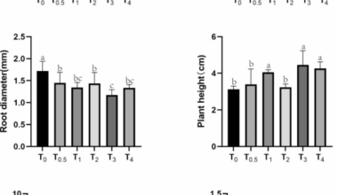 Multi-omics analysis uncovers the transcriptional regulatory mechanism of magnesium Ions in the synthesis of active ingredients in Sophora tonkinensis