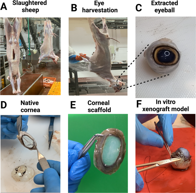 Integrated environmental and health economic assessments of novel xeno-keratografts addressing a growing public health crisis