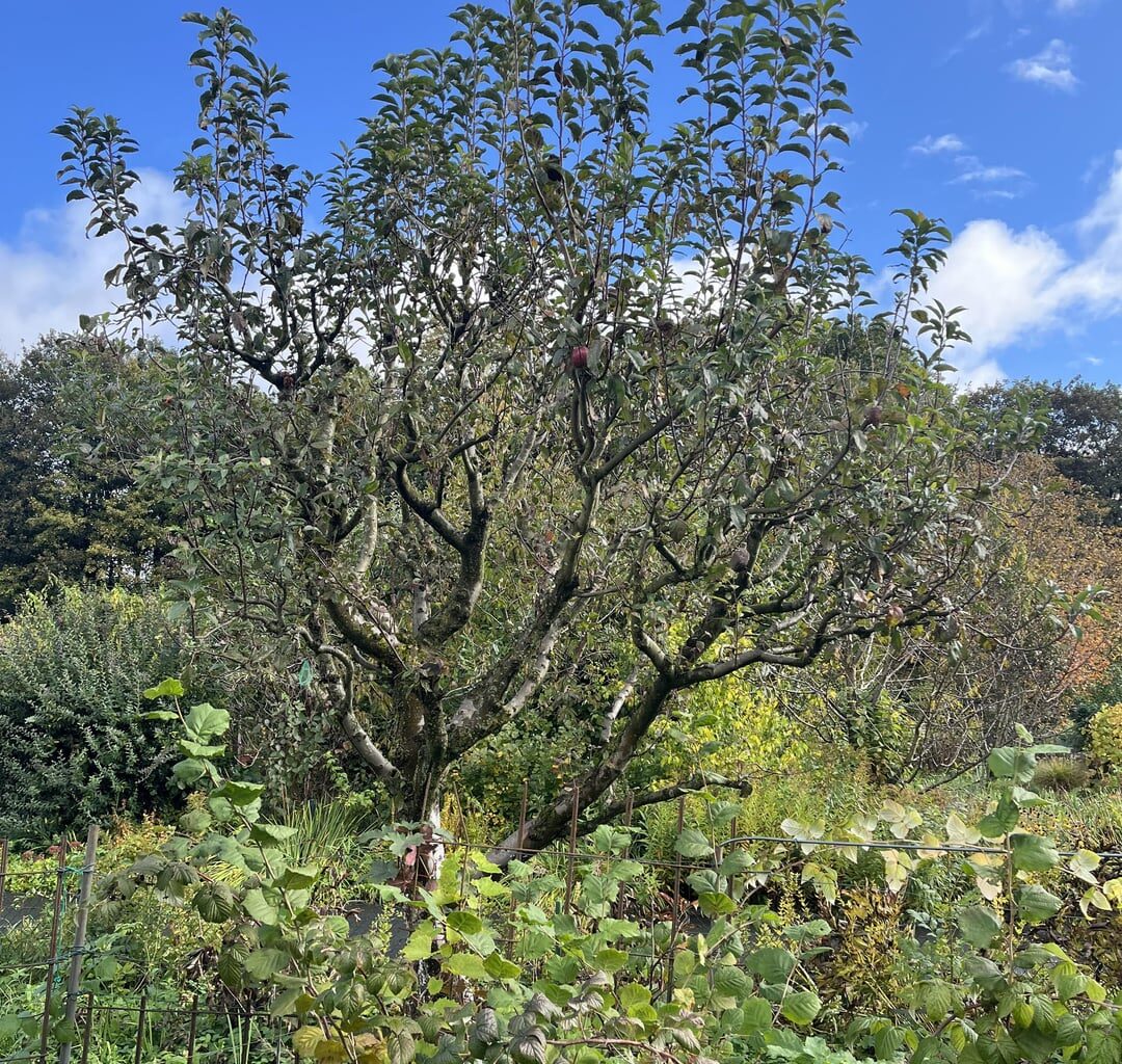 Radikaler Rückschnitt von altem Apfelbaum