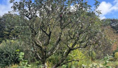 Radikaler Rückschnitt von altem Apfelbaum