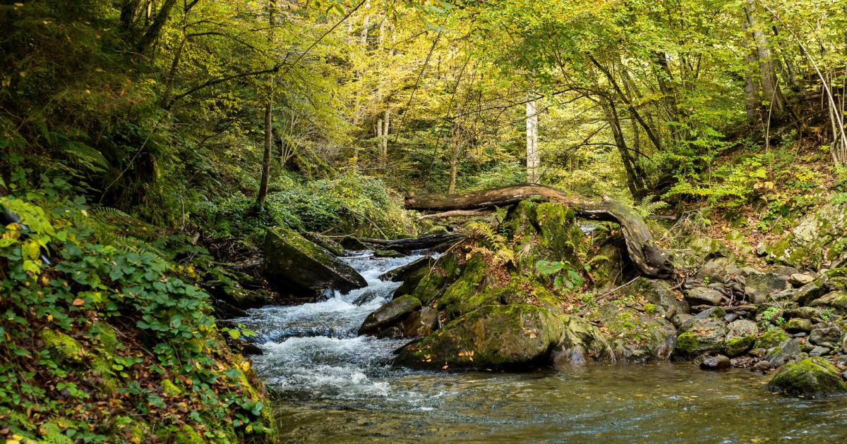 So schlimm steht es um Österreichs Flüsse und so kann es besser werden