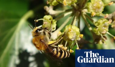 Young country diary: Bees have stolen my football pitch | Environment