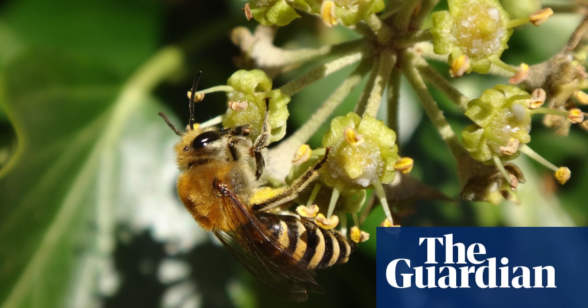 Young country diary: Bees have stolen my football pitch | Environment