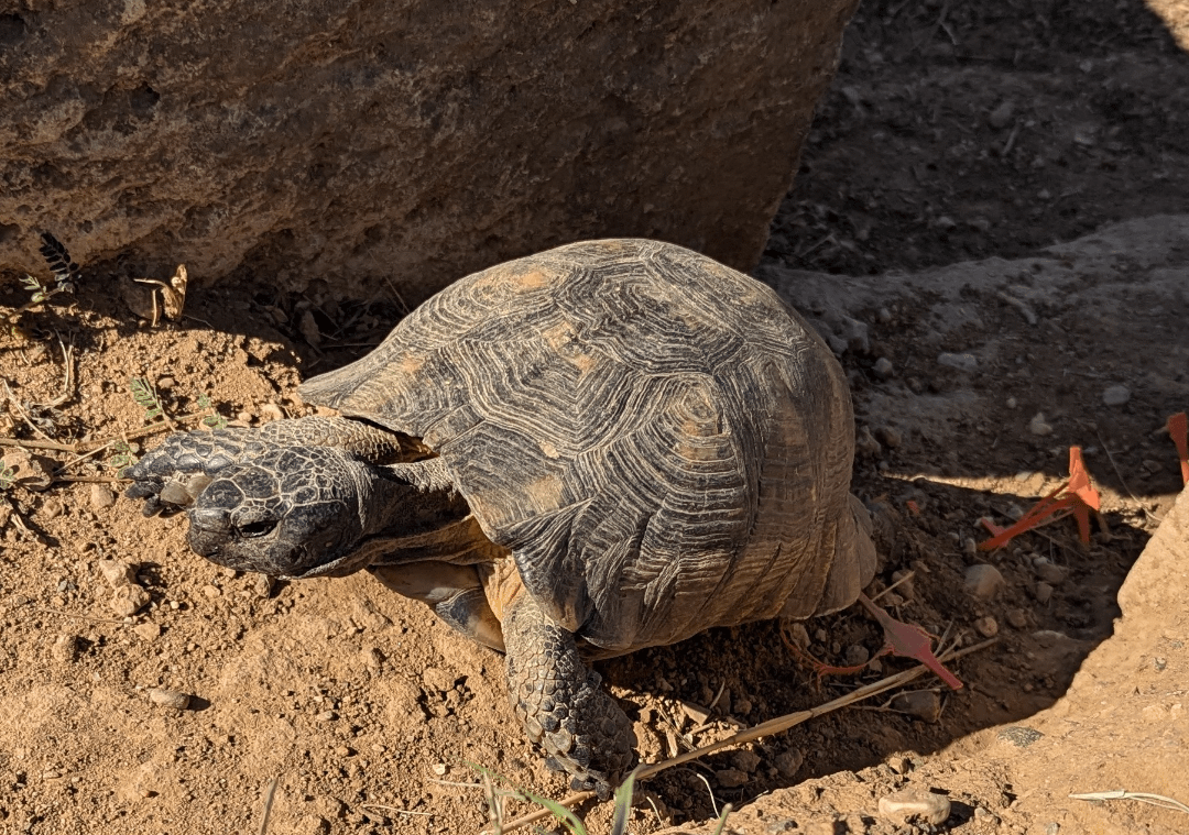 Griechische Landschildkröte