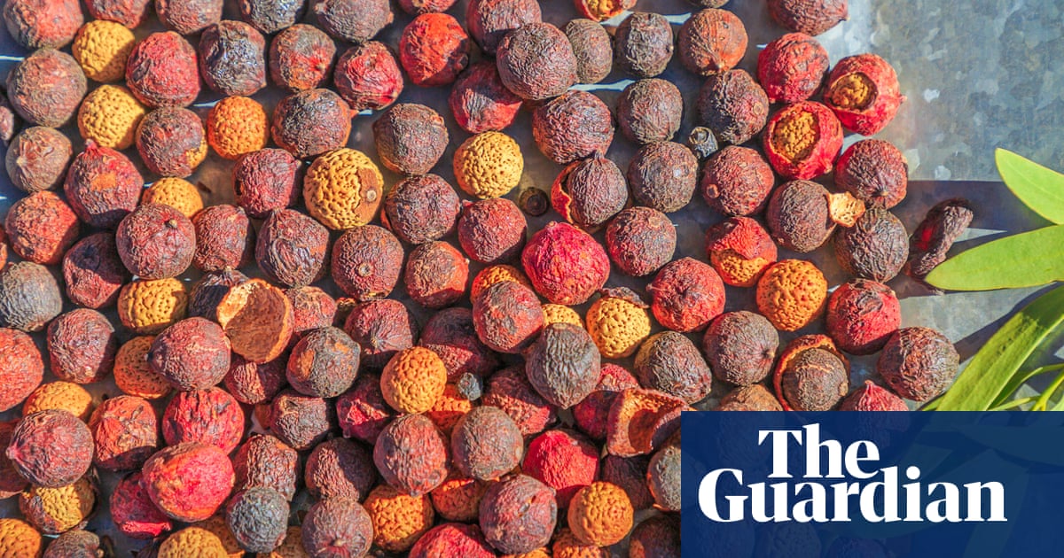 From Aesop to Estée Lauder, Australian sandalwood is coveted worldwide for its aroma. But experts say it’s at risk | Environment