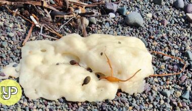 Globs on Canadian shores baffle scientists: alien poo, Olaf, pollution? It’s a mystery - Young Post