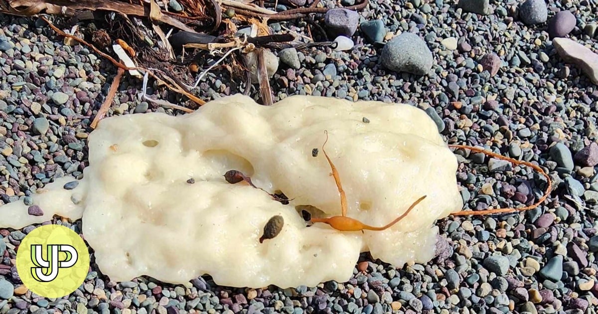 Globs on Canadian shores baffle scientists: alien poo, Olaf, pollution? It’s a mystery - Young Post