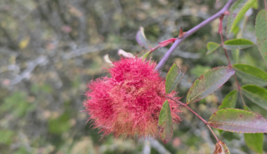 I found a Robin's Pincushion!