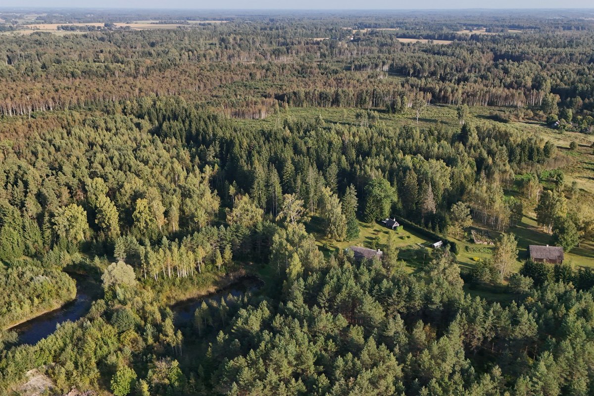 TEADUS | Eesti metsade juurdekasvu arvutatakse nüüd uue mudeliga