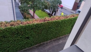 Thuja Hecke zu stark gekürzt?