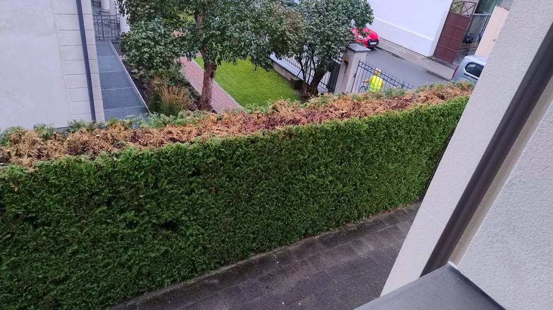 Thuja Hecke zu stark gekürzt?