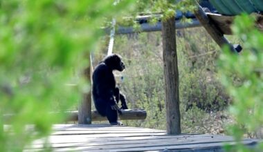 Animal rights activists hope the draft legislation will drive the debate on apes