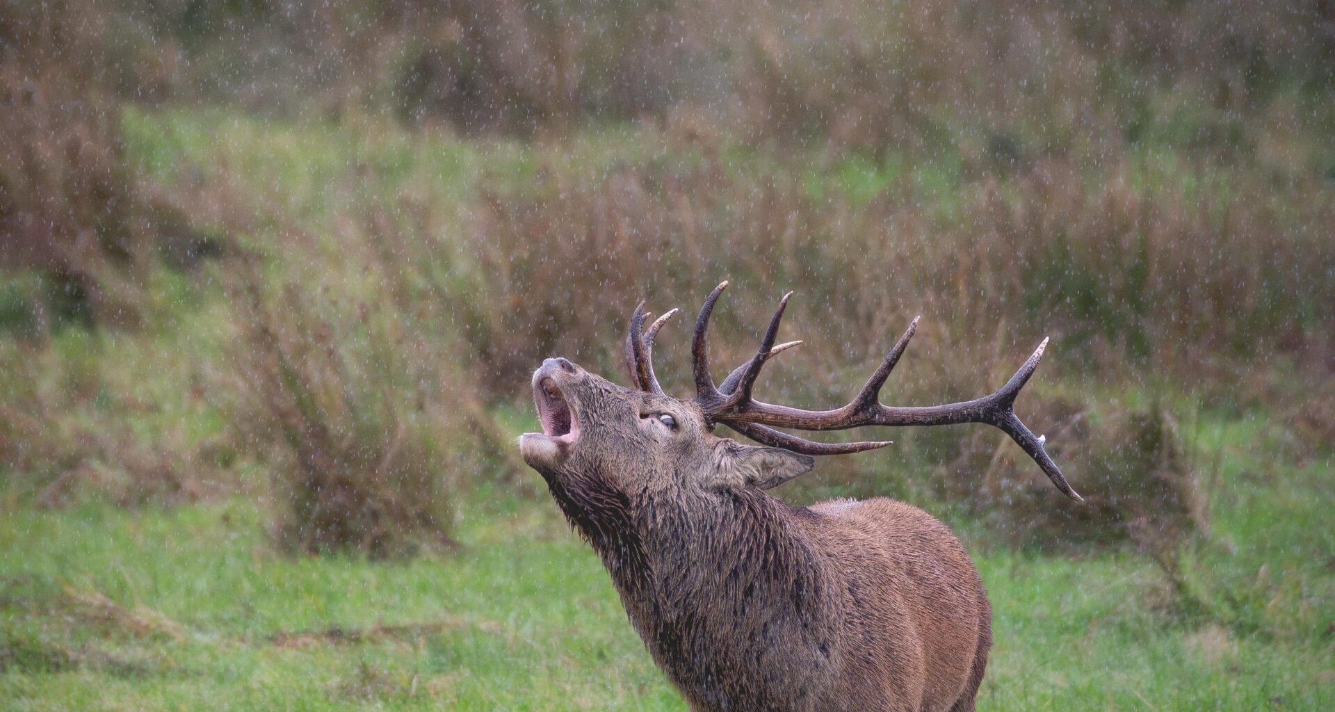 Red deer rut, Killarney National Park