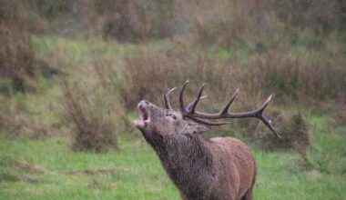 Red deer rut, Killarney National Park