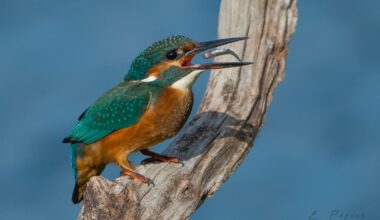 A few Kingfisher pics I took today. Stodmarsh nature reserve, Kent.