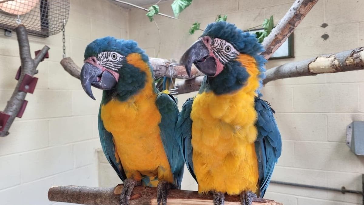 Urgent hunt for critically endangered parrots escaped from London Zoo