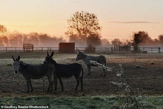 OXFORDSHIRE: Donkeys in the mist at daybreak this morning