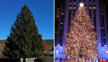 2024 Rockefeller Christmas tree revealed as Norway spruce