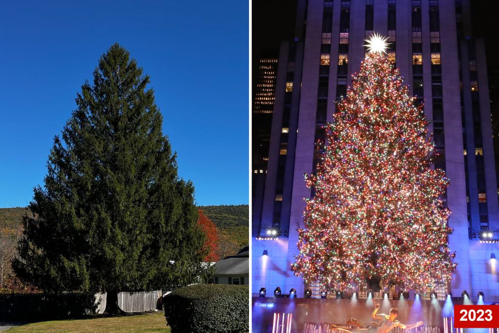 2024 Rockefeller Christmas tree revealed as Norway spruce