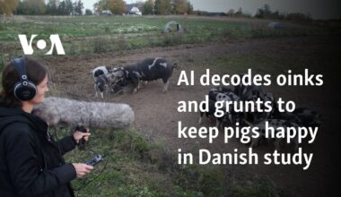 AI decodes oinks and grunts to keep pigs happy in Danish study