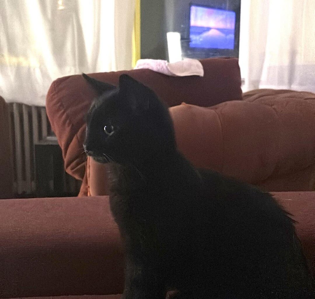 Lost cat Jette 1090, Avenue de la Constitution