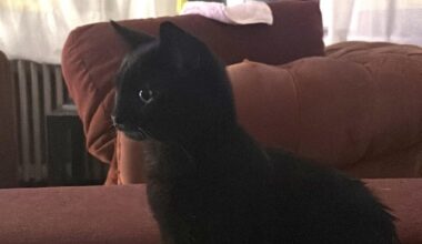 Lost cat Jette 1090, Avenue de la Constitution