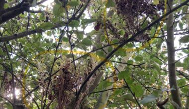 Komische Triebe am Apfelbaum