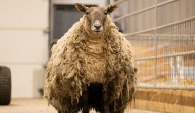 Britain’s ‘loneliest sheep’ has 'forgotten how to be a sheep' after two years alone on a cliff