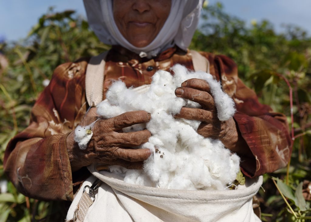 Better Cotton and Egyptian cotton sign partnership