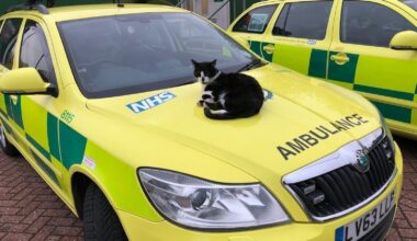 For 16 years, Defib the cat has lived happily at Walthamstow ambulance station UNTIL NOW? Please sign!