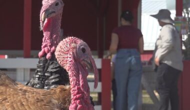 Old MacDonald’s Farm owner talks seasonal business, helping people get familiar with animals