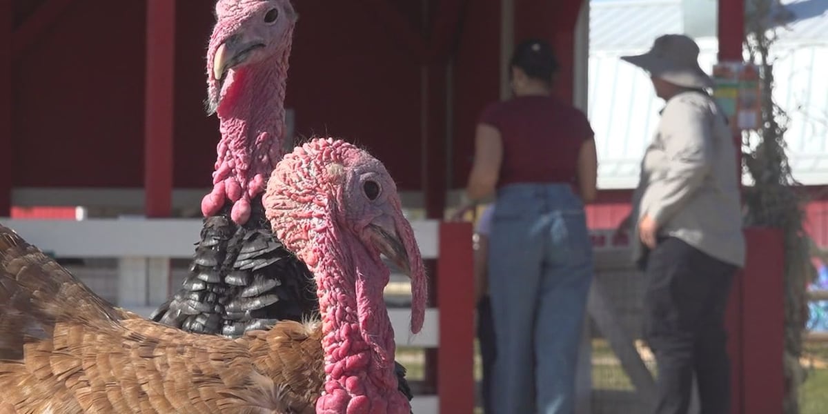 Old MacDonald’s Farm owner talks seasonal business, helping people get familiar with animals