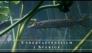 Snorkling I vackra svenska sjöar