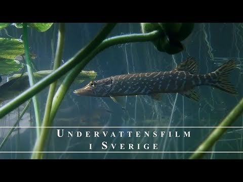 Snorkling I vackra svenska sjöar