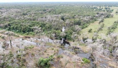 The New Threat to Brazil’s Forests: Chemicals