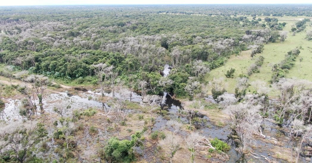 The New Threat to Brazil’s Forests: Chemicals