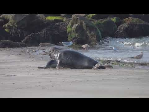 Auf Helgoland gefilmt: Kegelrobbe frisst Seehund