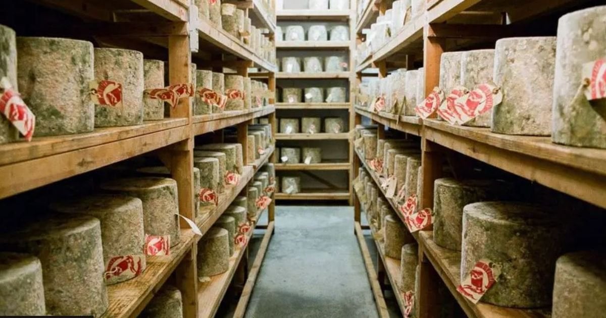 Cheese worth £300,000 stolen from dairy