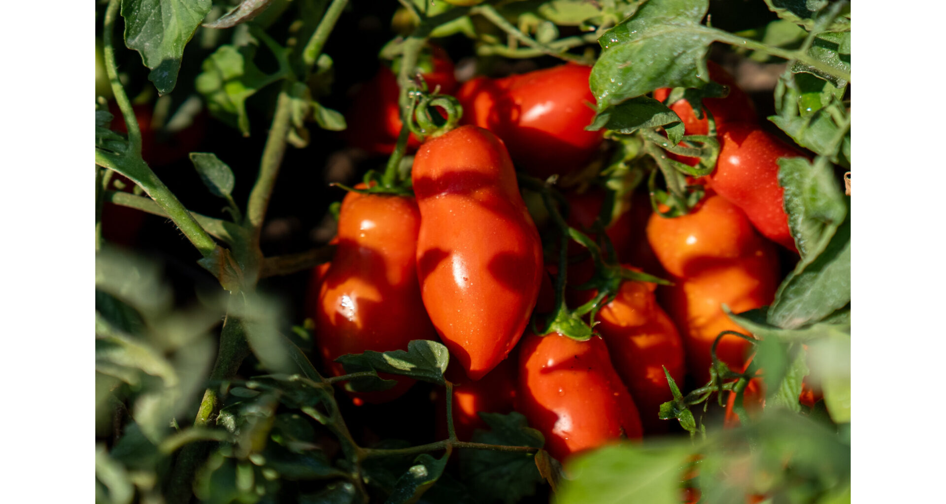 Made in Italy processed tomatoes make an impact on the European market with the "Red Gold From Europe" international programme promoted by ANICAV