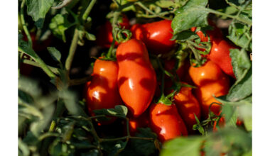 Made in Italy processed tomatoes make an impact on the European market with the "Red Gold From Europe" international programme promoted by ANICAV