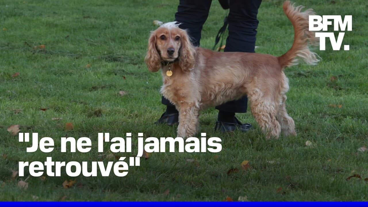 En Île-de-France, les vols de chiens se multiplient