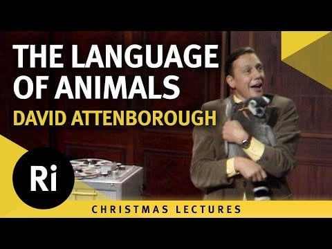 The languages of animals: Beware! - David Attenborough's 1973 Christmas Lectures