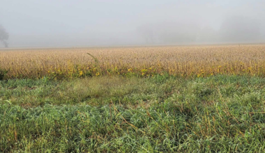 Lincoln University climate-smart agriculture project aims to address cost of winter forage production