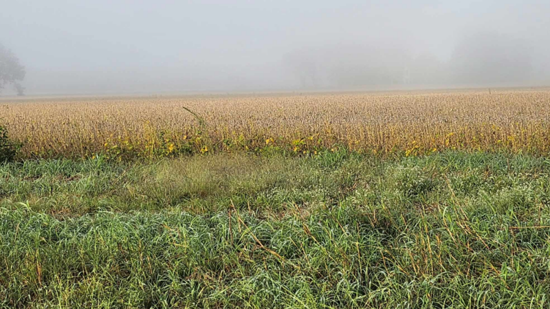 Lincoln University climate-smart agriculture project aims to address cost of winter forage production