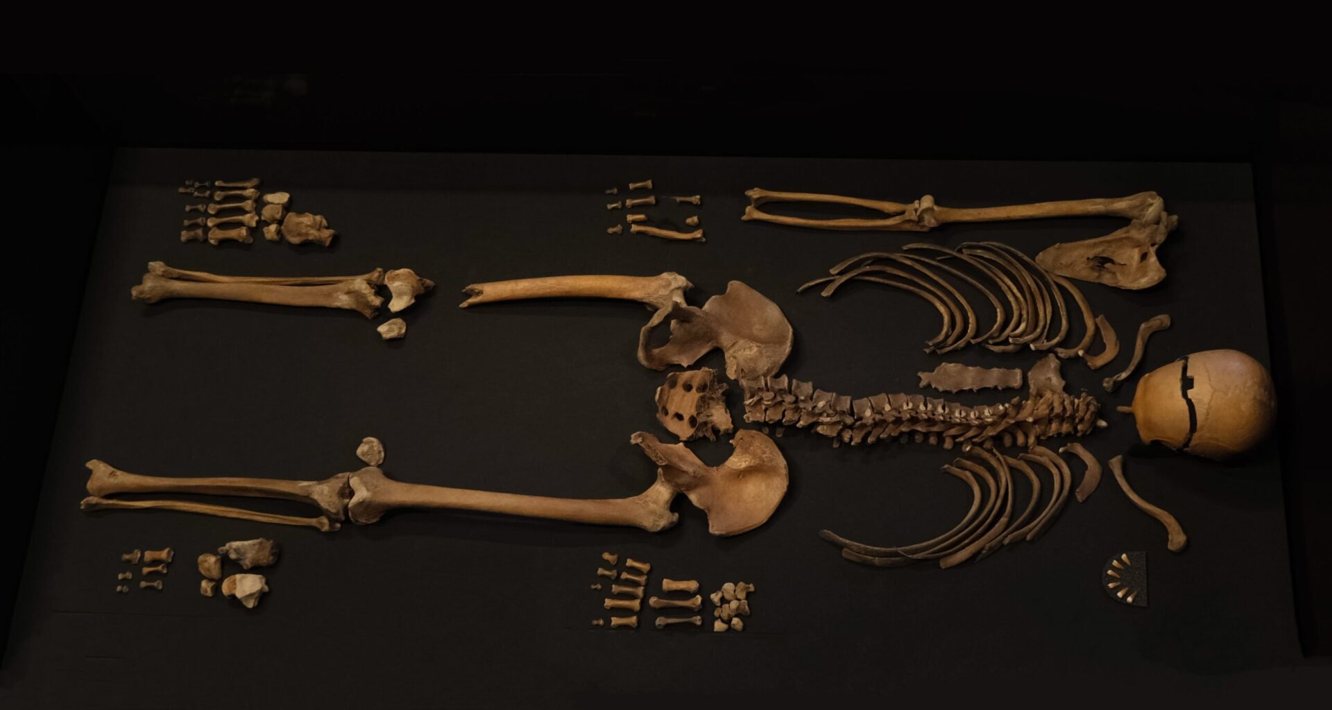 Sverre’s saga: researchers found his 800 year old remains.