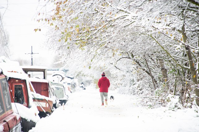 A dog walker in the snow