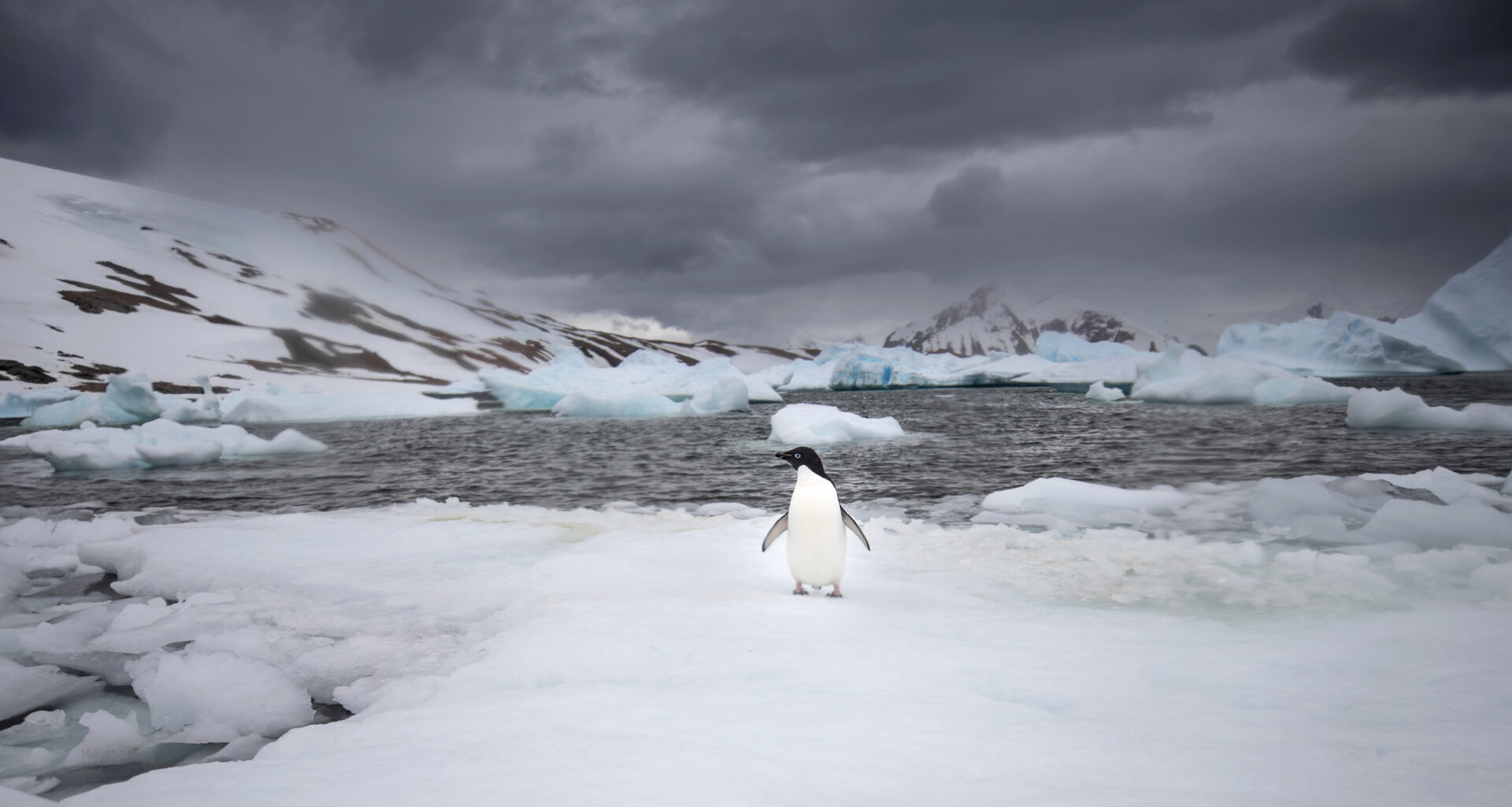 An Adelie penguin is seen on Horseshoe Island in Antarctica on Feb. 14. Credit: Sebnem Coskun/Anadolu via Getty Images