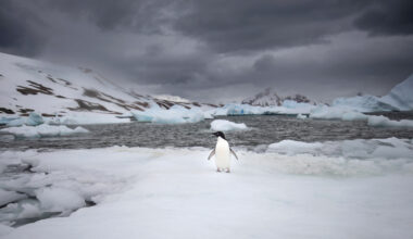 An Adelie penguin is seen on Horseshoe Island in Antarctica on Feb. 14. Credit: Sebnem Coskun/Anadolu via Getty Images